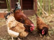 En Nemocón realizan Capacitación en manejo de Agua Avícola