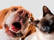 En Sopó Jornada de Esterilización canina y felina