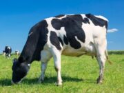 En Sopó realizarán Mercado Ganadero