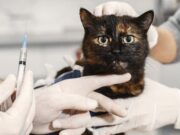 Éxito en la Gran Donatón Patitas Felices en Tabio