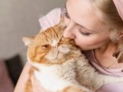 Jornada de Esterilización para perros y gatos en Sopó