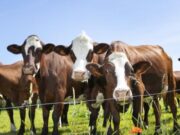 Jornada de capacitación por el Día de la Ternera en Tenjo