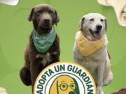Mosquera lanza campaña para la adopción “Adopta un Guardián”