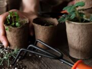 Programa “Sembrando Para Conservar” en Tocancipá