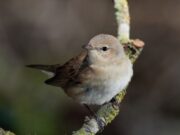 Suesca celebra la XXII Semana Cultural “Roca de las Aves” en honor a su historia y tradiciones