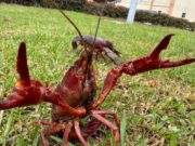 CAR lanza alerta ecológica