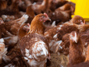 Capacitación gratuita para productores avícolas en Nemocón