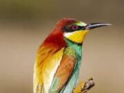 Cogua se suma a la observación internacional de aves en el Global Big Day