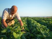 Convocatoria para conservar semillas nativas y especies tradicionales