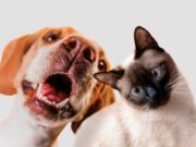 En Facatativá llega el PET RUN