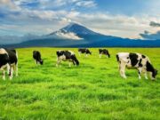 En Sopó Jornada de atención Agropecuaria