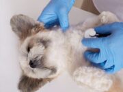 En Tenjo Jornada de Vacunación