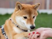 En Tenjo Jornada de Vacunación