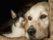 Jornada Gratuita de Desparasitación Canina y Felina en Tabio