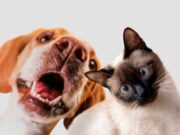 En Tenjo Jornada de Vacunación Gratuita