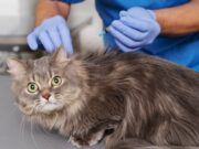 Jornada gratuita de desparasitación canina y felina en Tabio