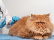 Jornada gratuita de vacunación antirrábica en Madrid