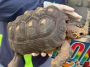 La CAR rescató tortuga morrocoy en La Mesa