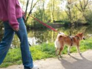 Primera jornada de paseadores caninos en Cajicá