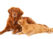 Sopó lanza jornada de esterilización canina y felina