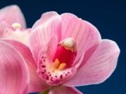 Zipacón celebrará el XIII Festival y Exposición de Orquídeas