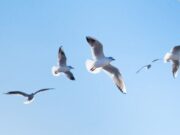 Zipaquirá celebra el Global Big Day