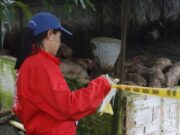 CAR suspendió criadero de cerdos en San Antonio del Tequendama