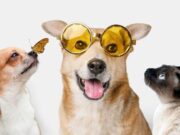 En Madrid Jornadas de adopción canina y felina