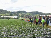 En Sibaté realizan el Festival de la Fresa