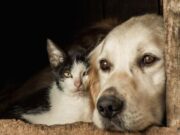 En Zipacón Vacunación para Mascotas