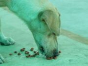 Impulsan donatón para mascotas afectadas en Medina y Paratebueno