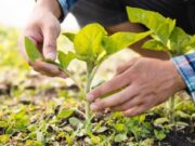 Jornada ambiental de Siembra en Cogua
