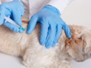 Jornada de Vacunación Antirrábica y Desparasitación en Sopó