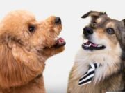 Jornada gratuita de Vacunación Antirrábica en Madrid