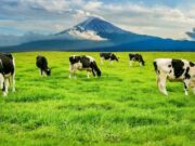 Nemocón realizará Feria Ganadera