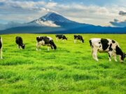 Albán se prepara para su 7.º Mercado Ganadero