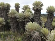 CAR fortalecerá control ambiental en zonas de páramo