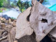 CAR mantiene firmeza frente a tala de árboles sin permiso