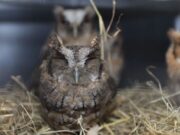 CAR protege la fauna de Cundinamarca