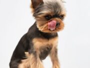 El Rosal realiza jornada integral de salud animal