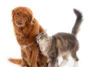 En Mosquera realizan Jornada de Bienestar Animal