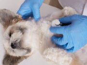 En Villeta Jornada de salud animal