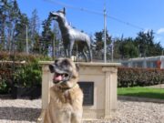 Finaliza curso élite con caninos detectores