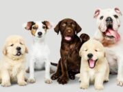 Jornada de Vacunación para Mascotas Gratuita en Tabio