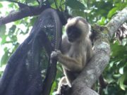 La CAR protege la fauna nativa