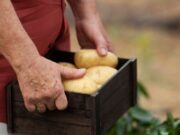 Lanzan jornada “Papa pa’ todos” en Zipaquirá