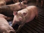 Realizan Capacitación Ambiental en Cogua