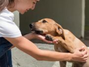 Tenjo impulsa campaña de adopción