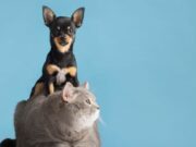 Tenjo realiza jornadas gratuitas de vacunación animal