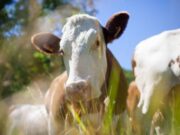 Tercera feria ganadera en Subachoque